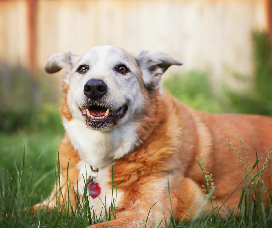 A senior dog lays in the green grass in its backyard. Be sure to gear up your senior pet for hot or cold weather with the right accessories and gear to help them manage weather.