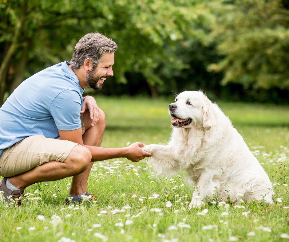 A senior dog, a golden retriever, shakes its paw with its owner while training in a grassy field. Teaching your senior pet with voice and hand signals can help them better understand you while training.