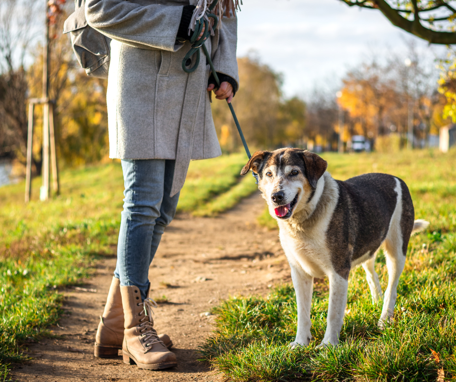 A senior dog on leash walking along a trail with its owner. A gentle walk is a great way to keep your senior pet active and healthy for Senior Pet Month.