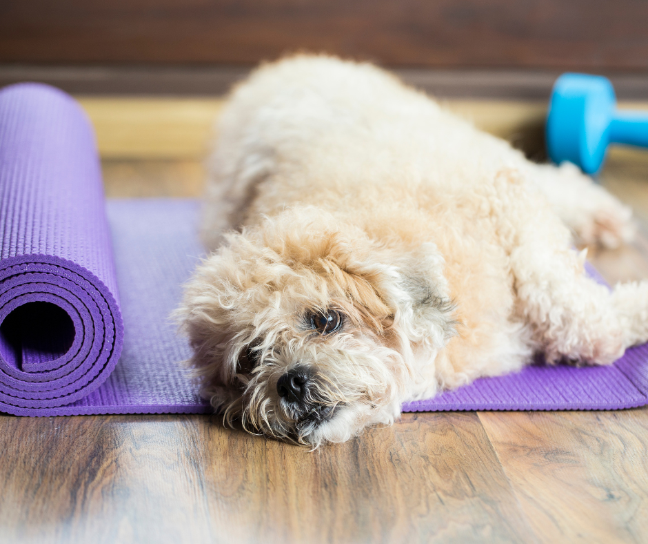 A senior dog lays on a purple yoga mat for dog yoga exercises. Things like dog yoga and other mobility exercises for your senior pet can help keep them more mobile and healthier for Senior Pet Month. 