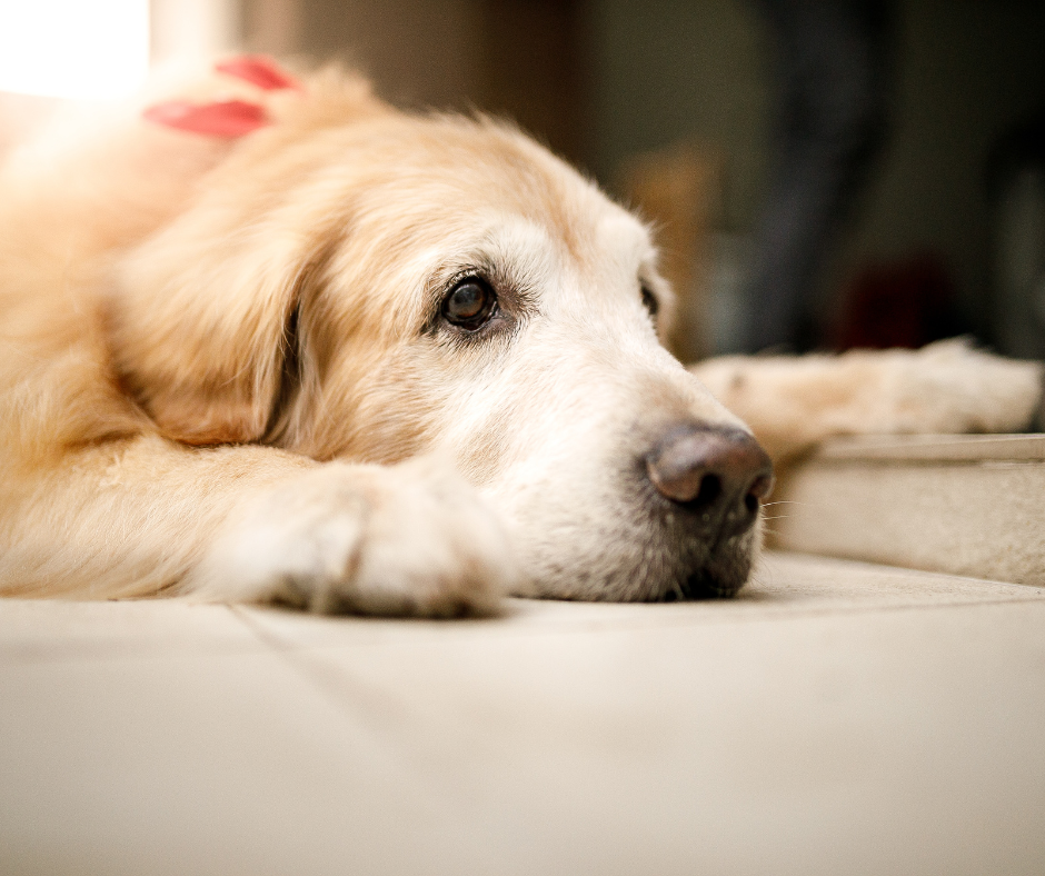 A senior dog lays with its head down on the ground looking sad. An anxiety vest can be a great tool to help your senior pet with anxiety and separation.
