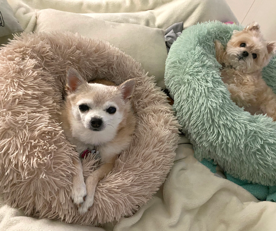 Two senior dogs, a chihuahua and terrier, lay in fluffy dog beds to rest. Choosing comfortable bedding for your senior pets will keep them happier and comfier for Senior Pet Month.