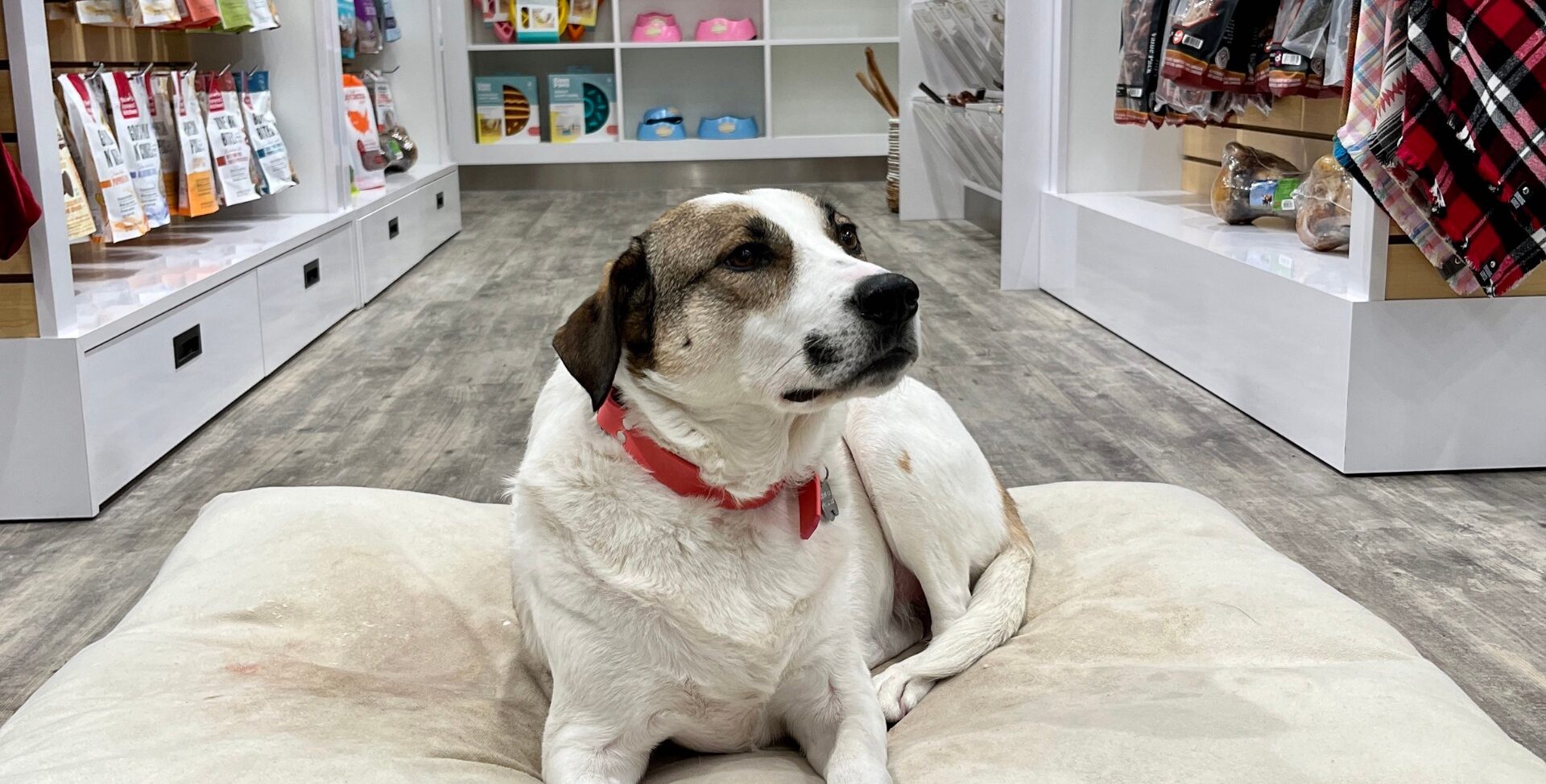 The owner of Bone & Biscuit Garneau, Courtney's, dog Ellie, lying in a cozy bed inside the pet supply store.