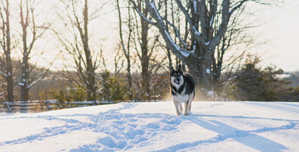 A german shepherd mix dog runs in the snow on a sunny day.
