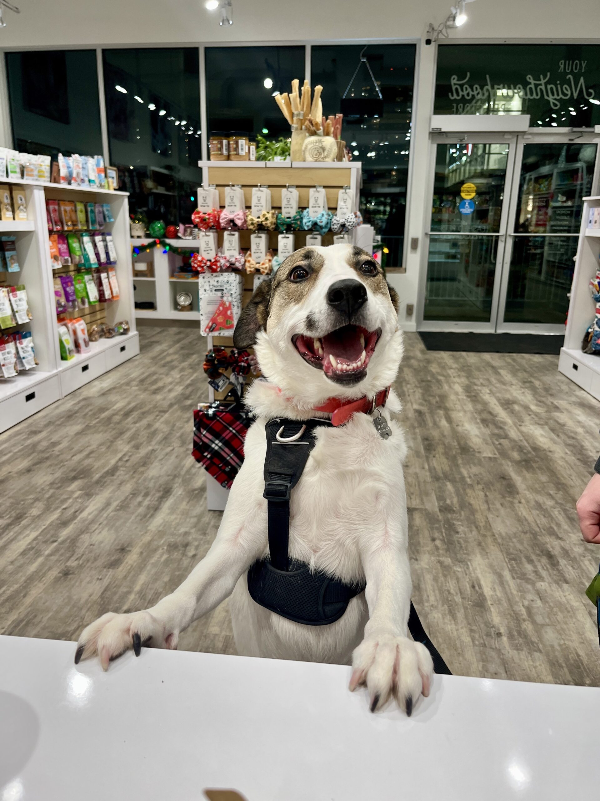 The owner of Bone & Biscuit Garneau, Courtney's, dog Ellie, stands up against the Garneau counter smiling inside the pet supply store.