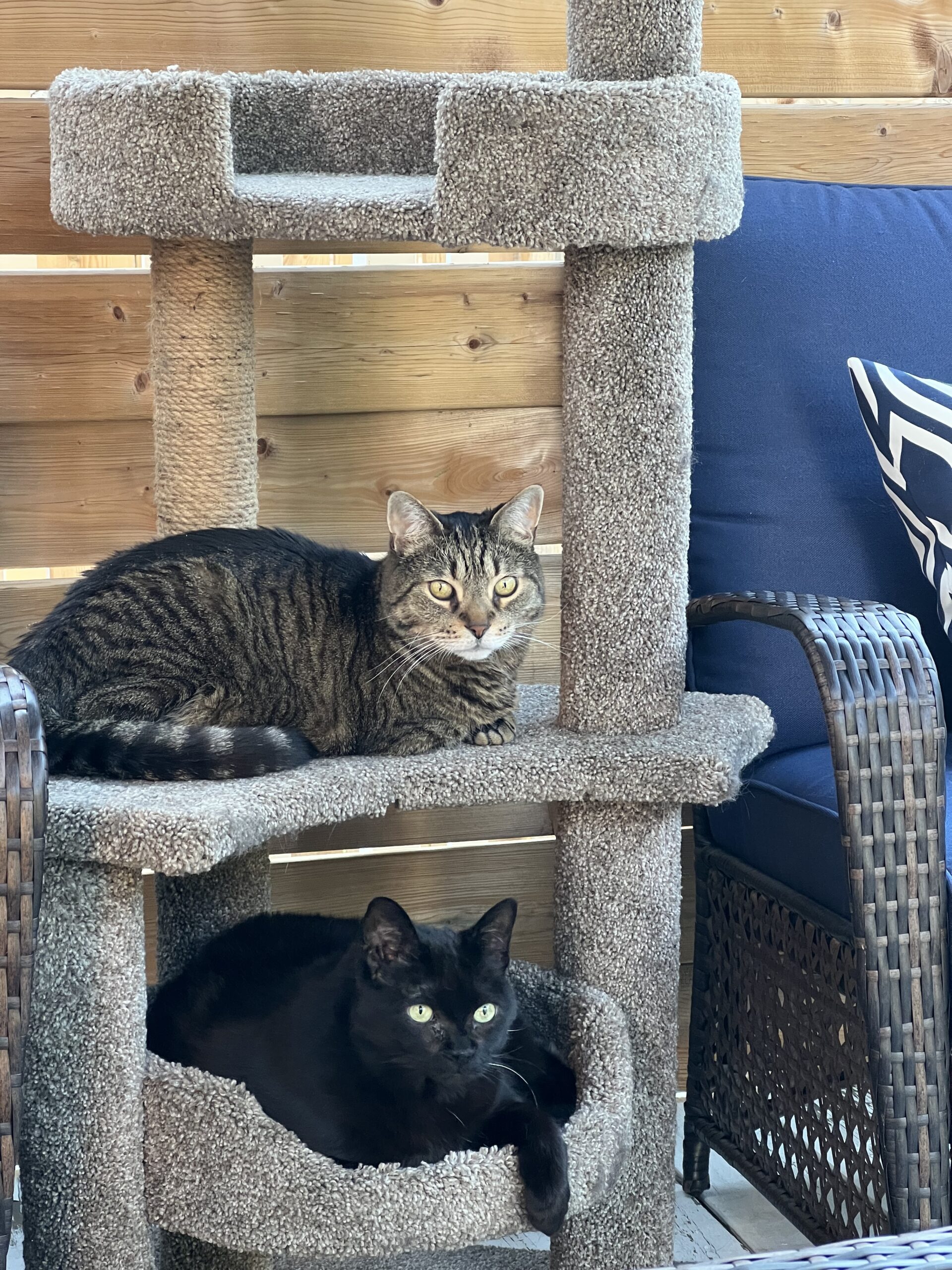 A photo of Jack, a tabby cat, and Owl, a black cat, lying in a cat tree together outside on a patio on a sunny day, two cats owned by the new Bone & Biscuit Okotoks store owners Amber & Fung.