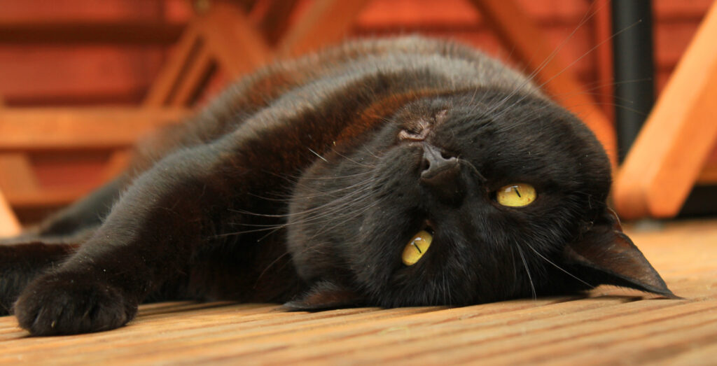 A happy short haired black cat with yellow eyes peers back while relaxing on a wooden porch.