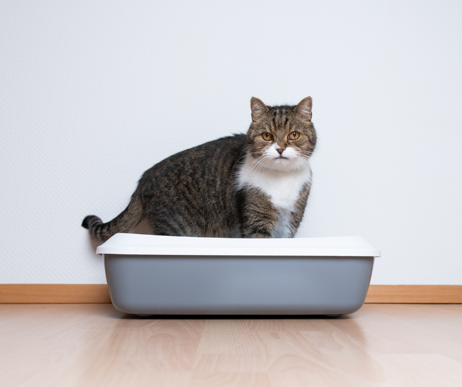 A grey tabby cat standing in a plastic white and grey litter box.