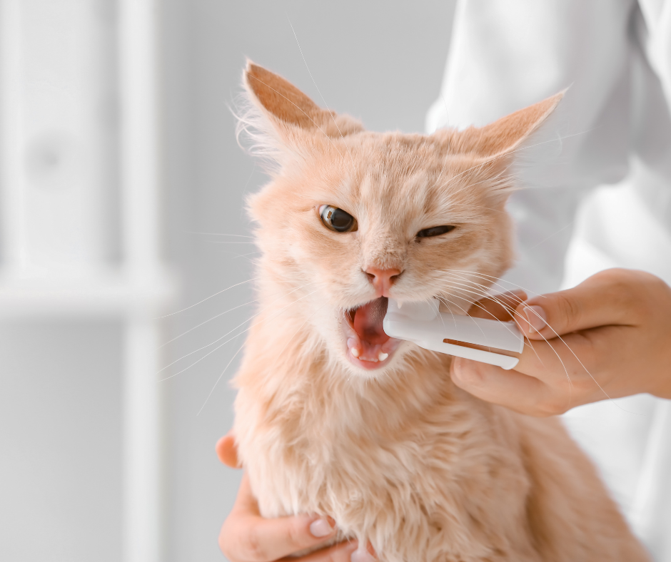 A ginger cat getting its teeth brushed by its owner in a white room, an important part of cat health.