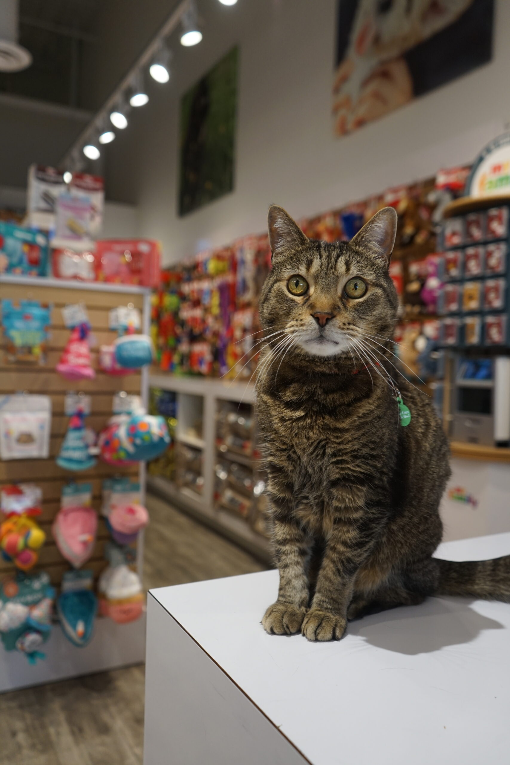 A photo of Jack in a harness while on the Bone & Biscuit Okotoks front counter, a tabby cat owned by new Bone & Biscuit Okotoks store owners Amber & Fung.