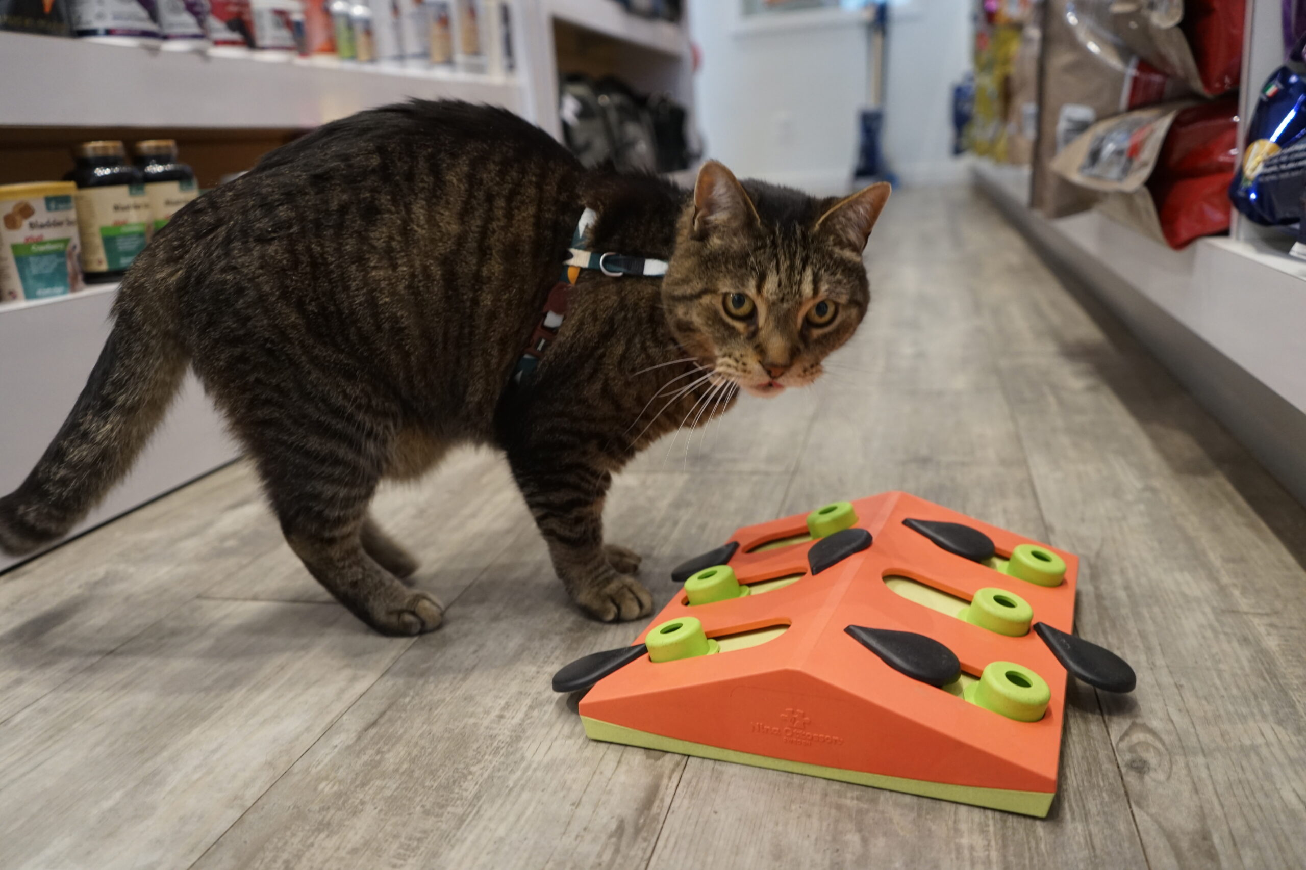 A photo of Jack in a harness while on the floor eating out of a pet puzzle toy at Bone & Biscuit Okotoks, a tabby cat owned by new Bone & Biscuit Okotoks store owners Amber & Fung.
