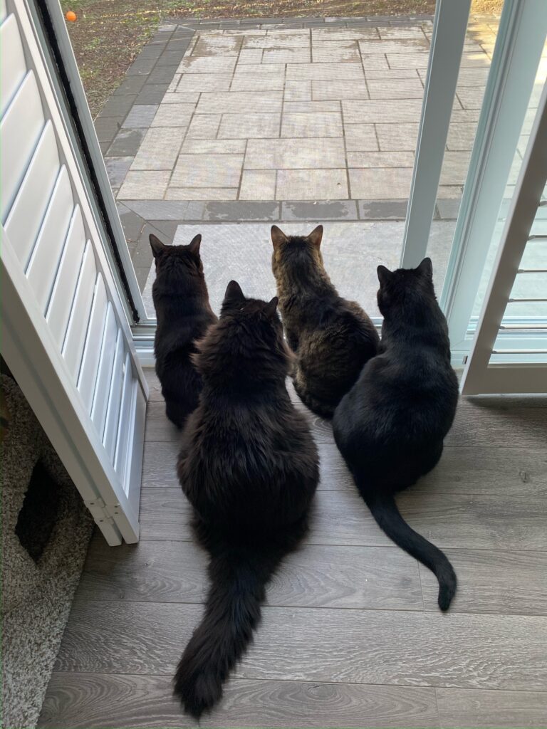 A photo of Theo, Jack, Owl & Phum, four cats owned by the new Bone & Biscuit Okotoks store owners Amber & Fung, sitting at teh open front door looking outside.