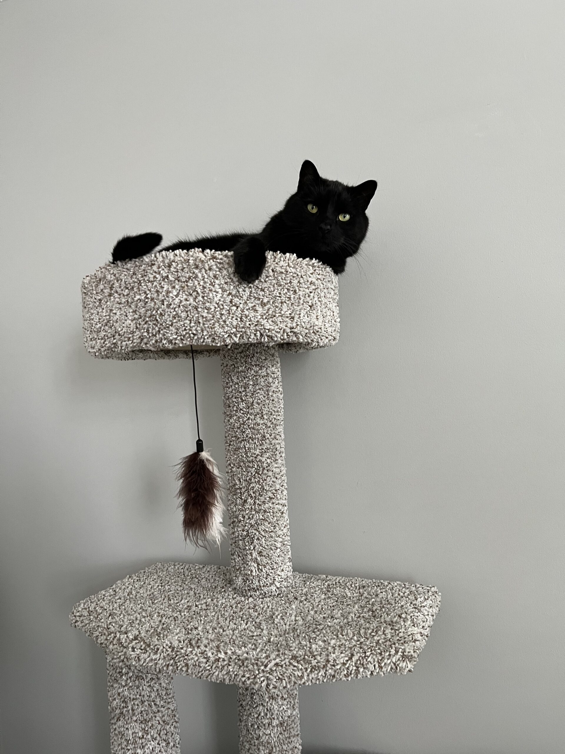 Theo, the long-haired black cat owned by new Bone & Biscuit Okotoks store owners Amber & Fung, lying in his cat tree.