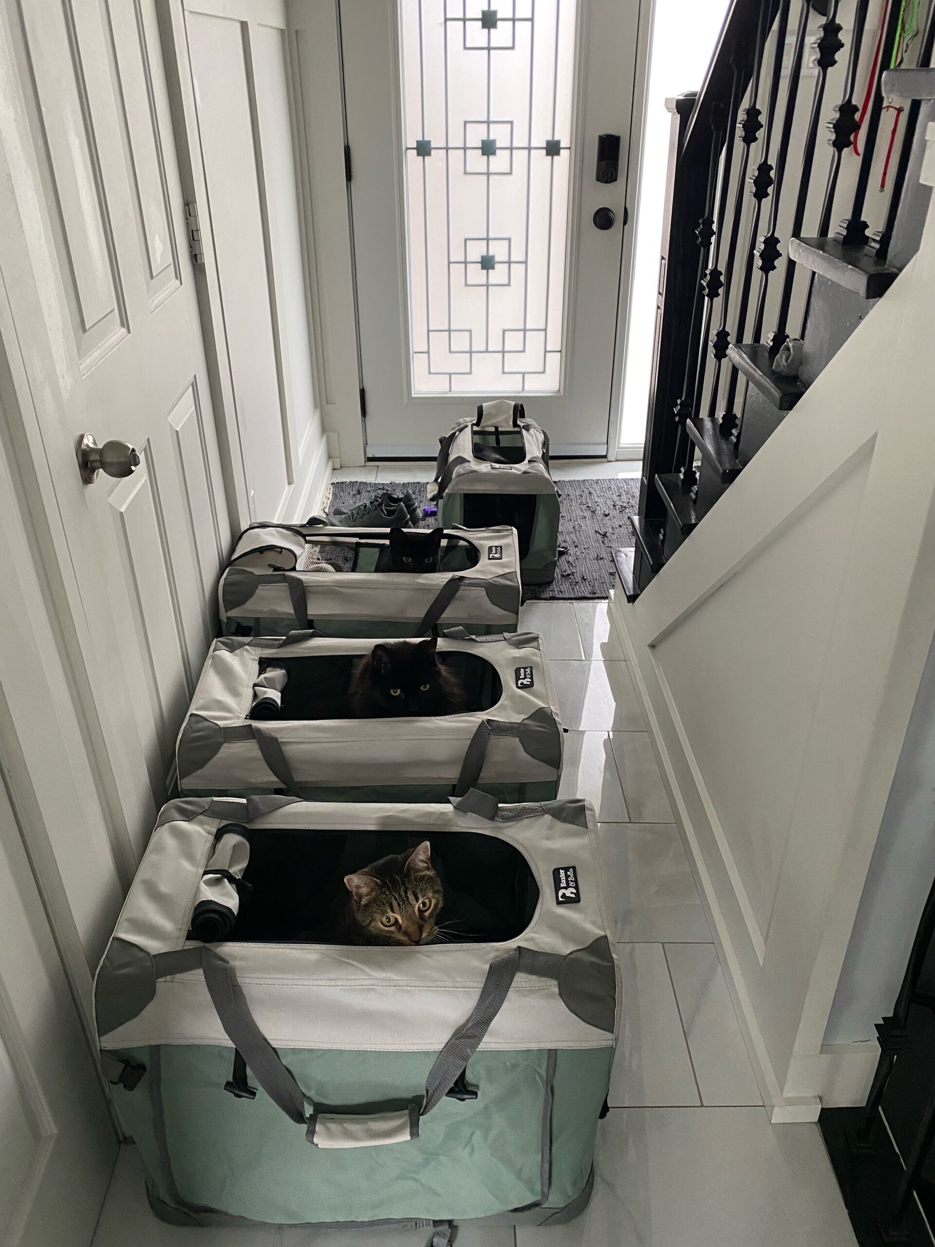 Theo, Jack, Owl & Phum, the four cats owned by new Bone & Biscuit store owners Amber & Fung, all sitting in the hallway in their cat carriers.