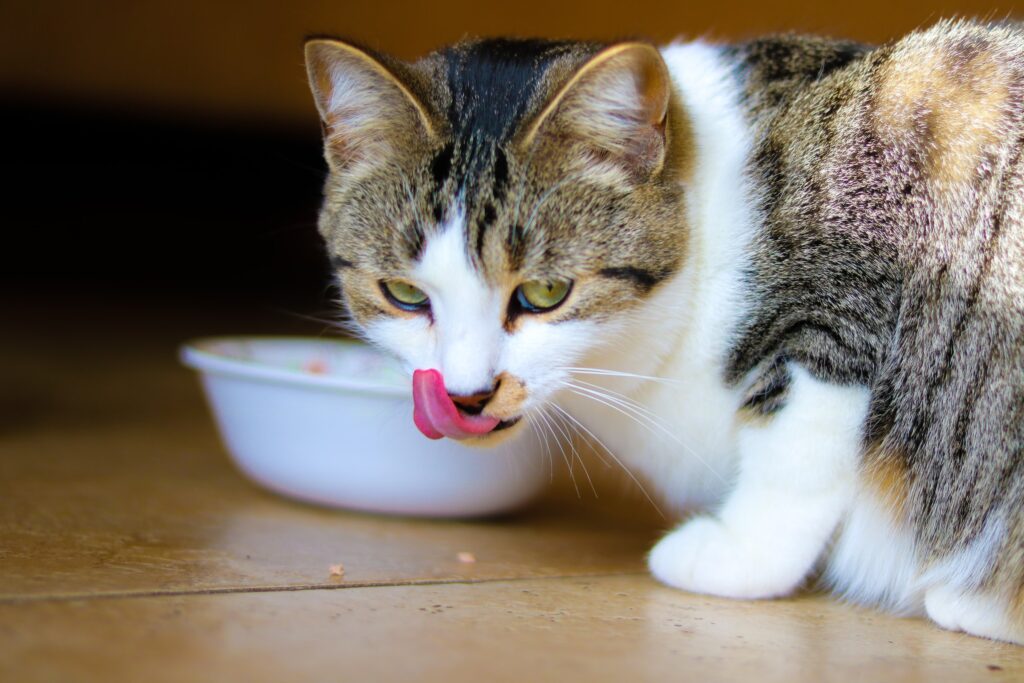 A white and tabby coloured cat is licking its mouth after eating cat food from a white dish. A good balanced diet is an important part of good cat health.