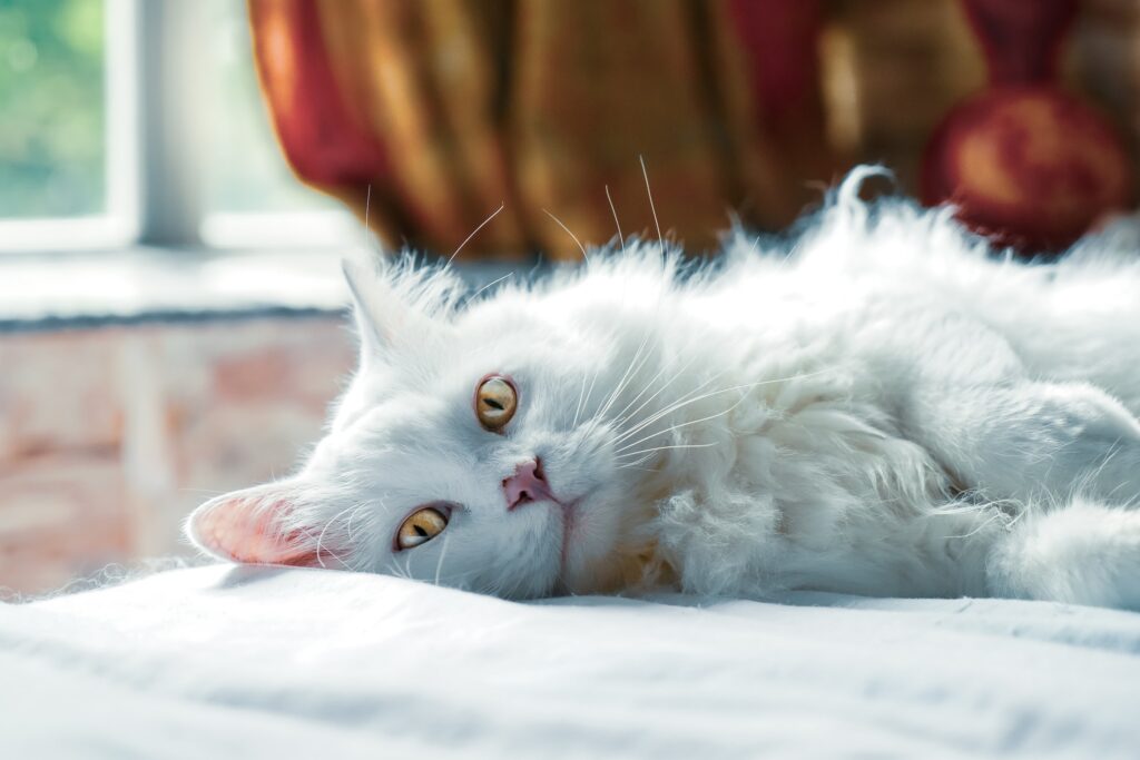 A white fluffy cat laying on its side on a bed, a happy cat with a healthy coat and perfect example of a healthy cat for cat health month.