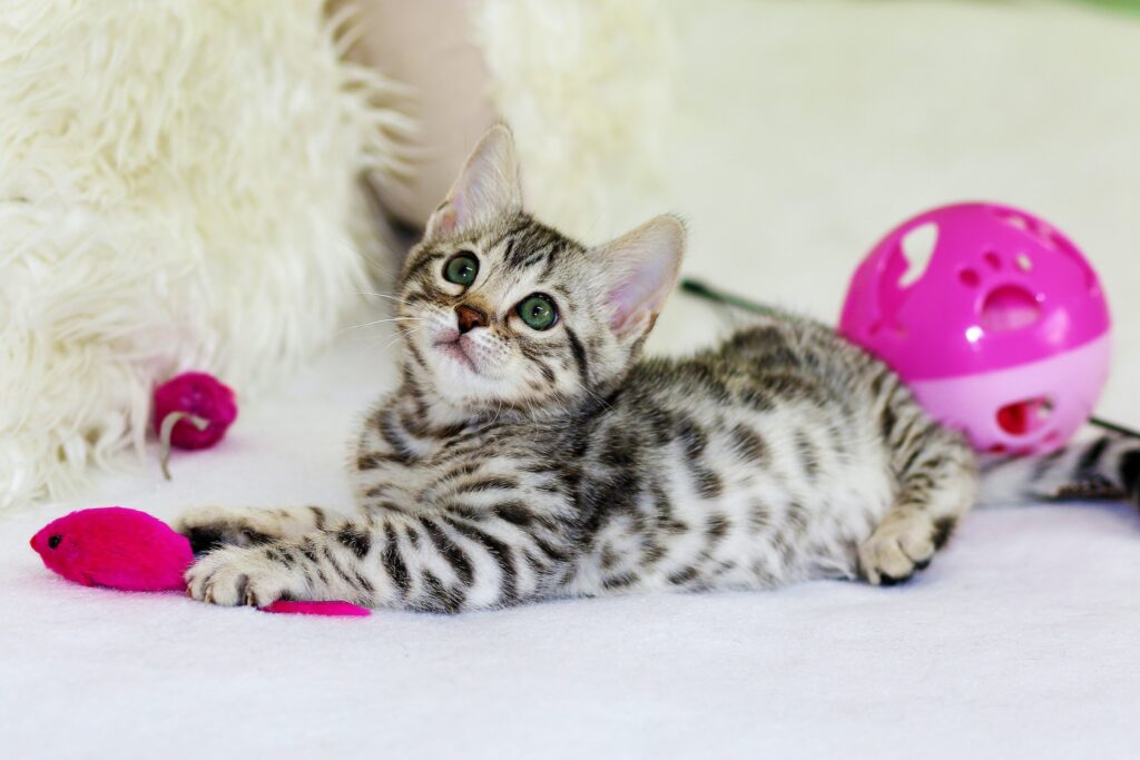 A grey and white kitten lays down while playing with pink cat toys. Exercise is a key part of good cat health.