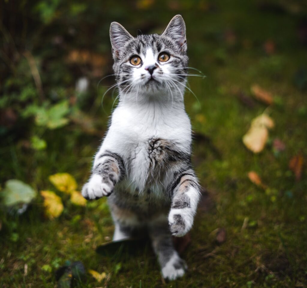 A young grey and white tabby cat standing on its hind legs outside.