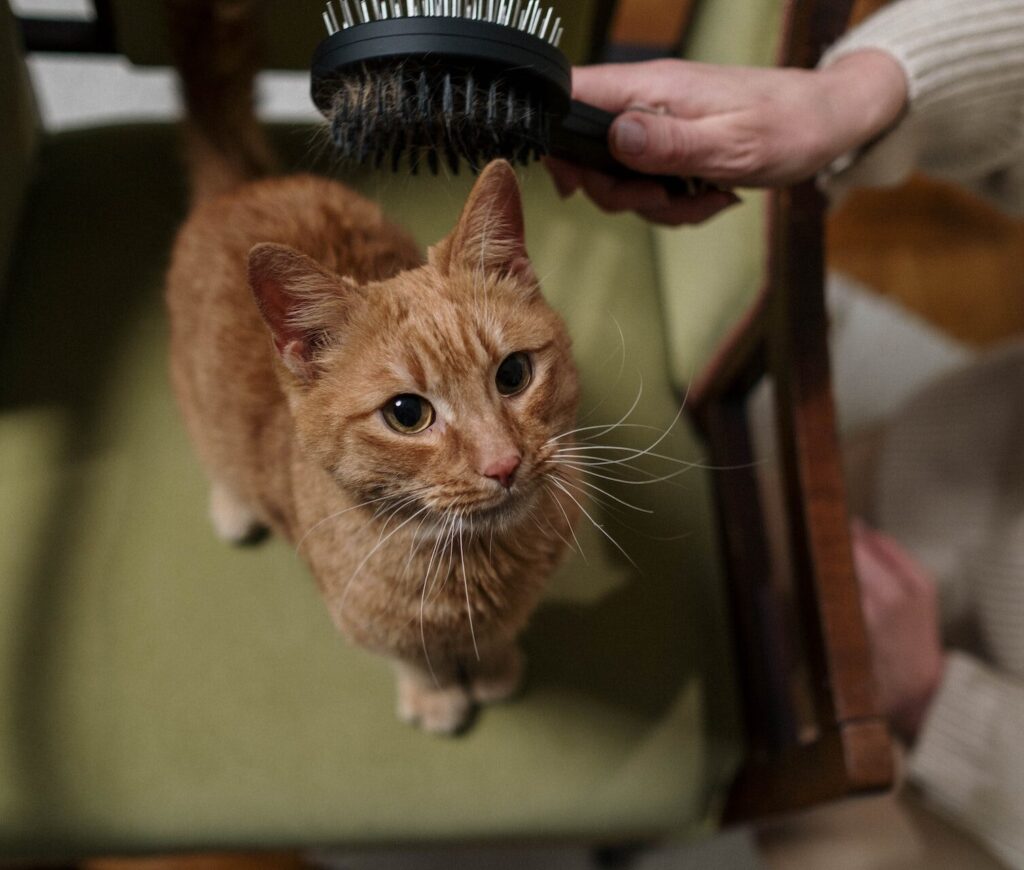 An orange cat standing on a green chair while getting its fur brushed by its owner