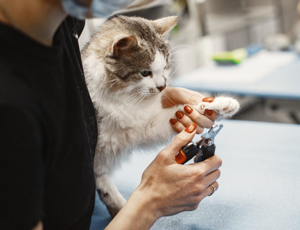 A fluffy grey and white cat getting its nails trimmed by a veterinarian, a key part of keeping your cat happy and staying on top of cat health.