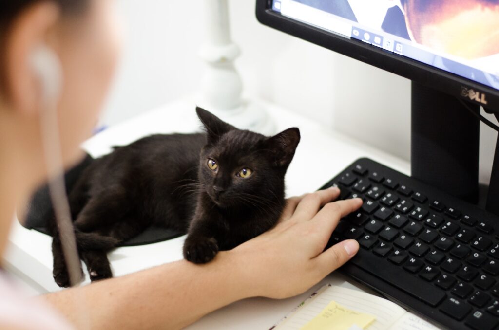 A black kitten laying down on a desk with its paw on its owners hands while its owner looks at a computer.