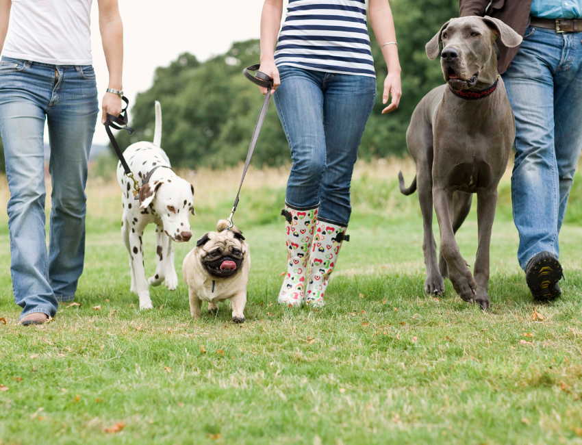 Three pet owners and their three dogs, a Dalmatian, a pug and a great dane, walk their dogs in a green grassy field to participate in the Bone & Biscuit Paws In Motion spring pet fitness initiative.