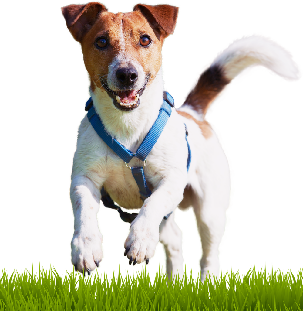Get your paws in motion with the Bone & Biscuit this spring. a Jack Russell terrier in a blue harness runs in a green grass field on a sunny day on a white background.