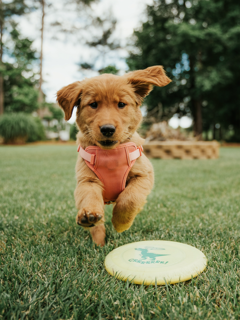 A young golden retriever puppy in an orange harness runs towards a yellow frisbee on the grass outside.