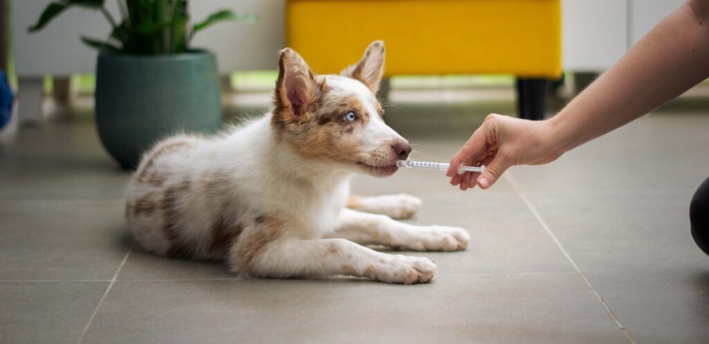 National Pet First Aid Awareness Month