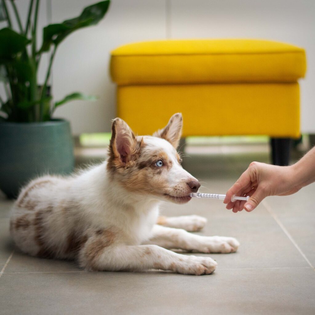 A young australian shepherd puppy takes it's medication through an oral syringe at home for National Pet First Aid Awareness Month.