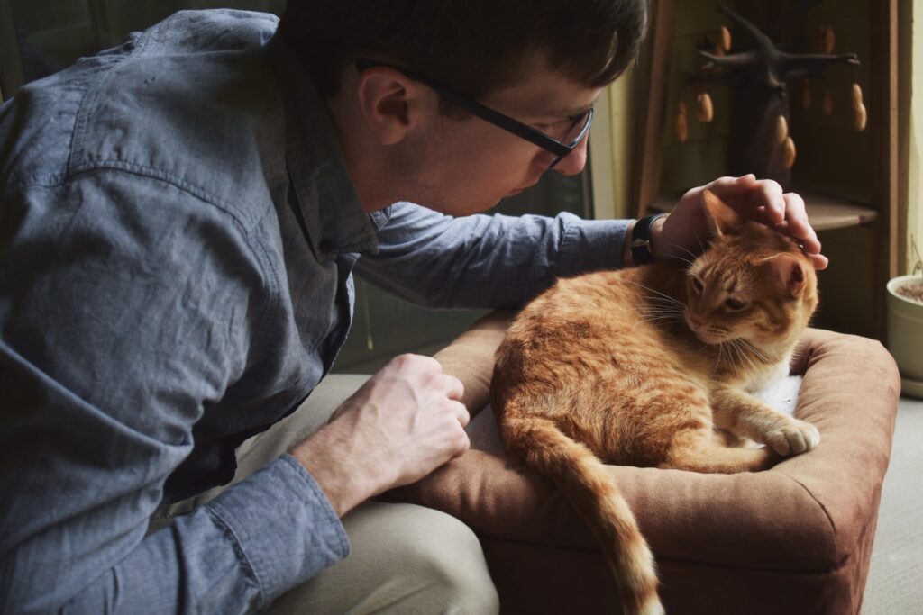 An owner petting his orange cat while it lays on a cushion. Photo by <a href="https://unsplash.com/@marinahanna?utm_source=unsplash&utm_medium=referral&utm_content=creditCopyText">Marina Hanna</a> on <a href="https://unsplash.com/photos/ZzEgfT9Fxn4?utm_source=unsplash&utm_medium=referral&utm_content=creditCopyText">Unsplash</a>
