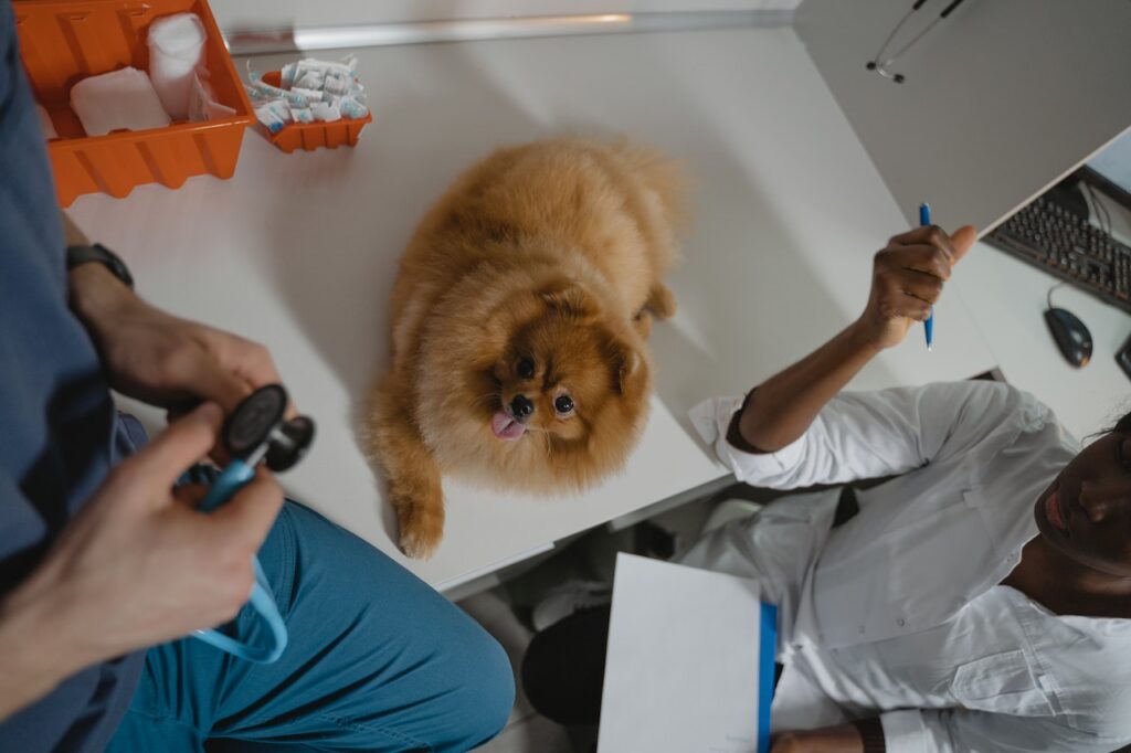 A small dog laying on a veterinarian's examination table at a vet clinic for National Pet First Aid Awareness Month.