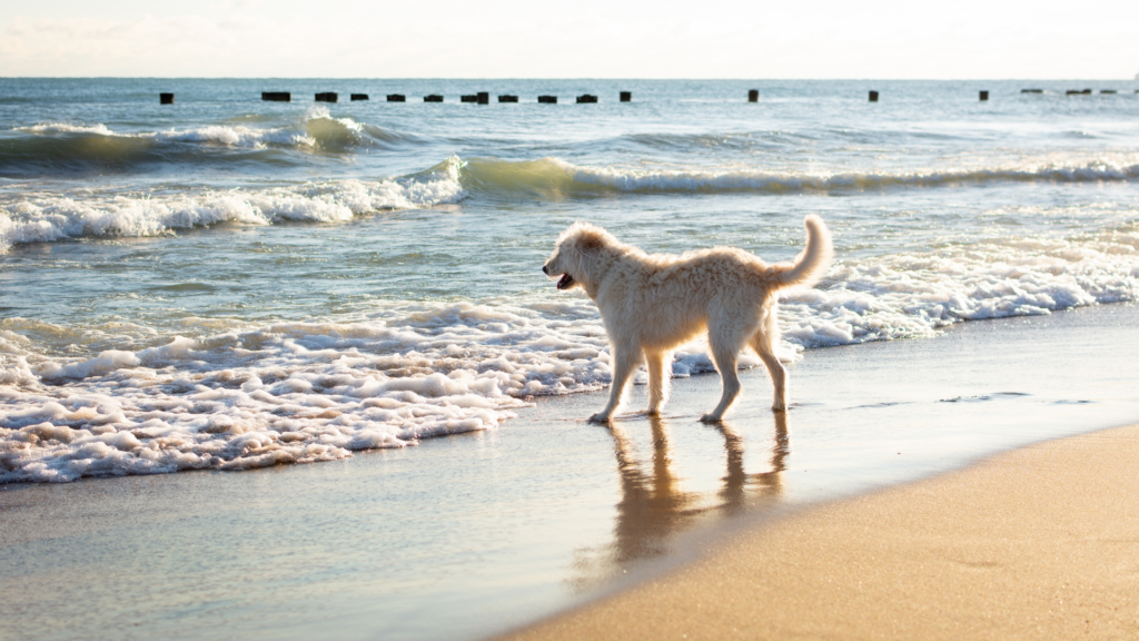 National Pet Hydration Awareness Month