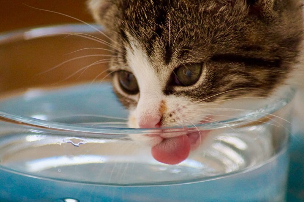 National Pet Hydration Awareness Month