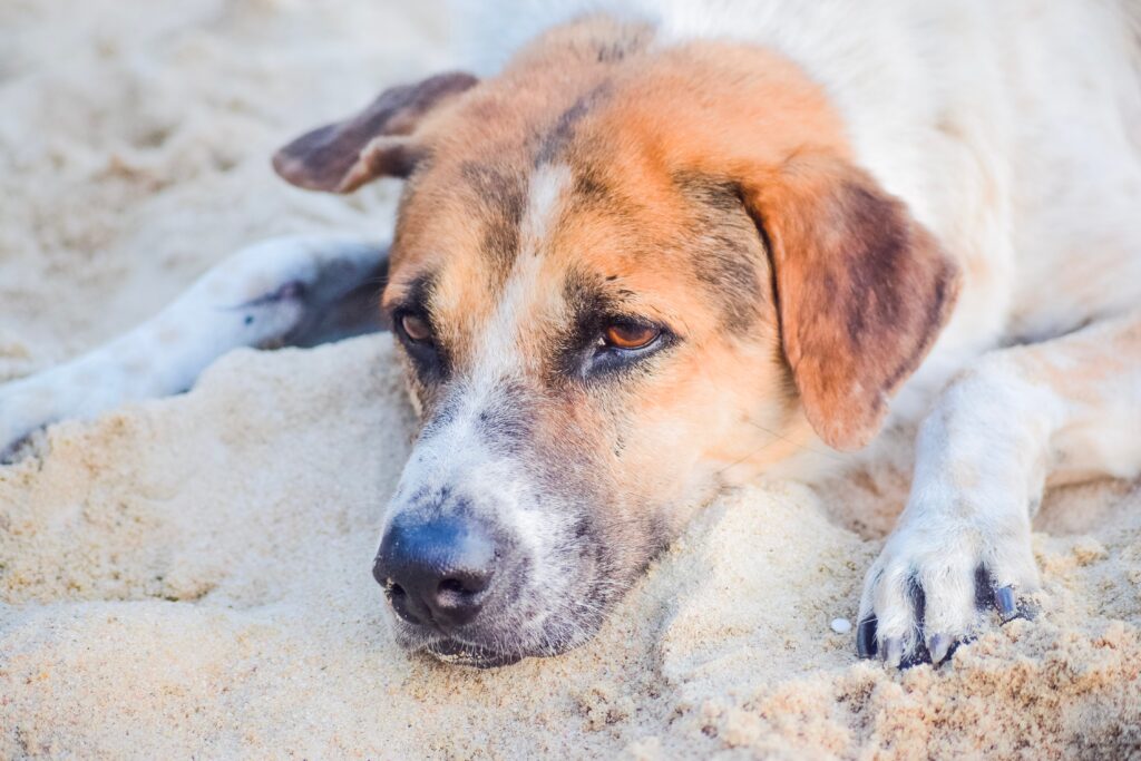 Signs Of Dehydration In My Pet