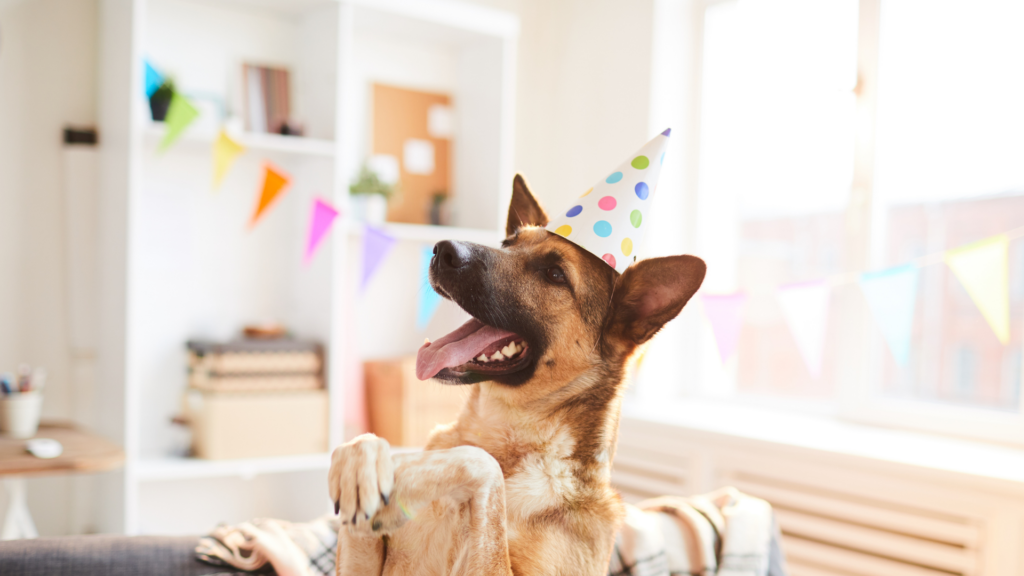 A german shepherd in a polka dot birthday party hat stands on its hind legs with its legs raised as it celebrates its birthday in a decorated house.