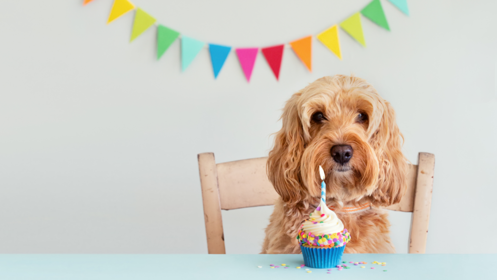 A labradoodle mix with curly fur sits in a chair at a blue table with a dog cupcake and a candle in front of it, with a rainbow banner hanging on the wall behind it, to celebrate the dog's birthday party.