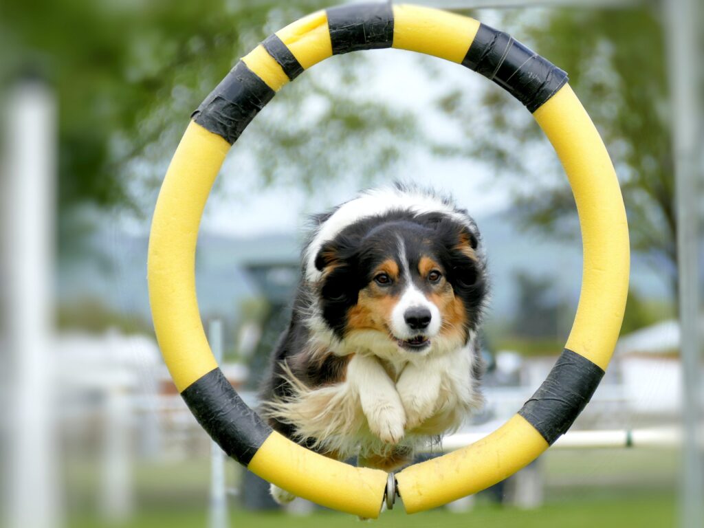 A long haired border collie happily jumps through a hoop on a dog agility course on a sunny day in an outdoor course.