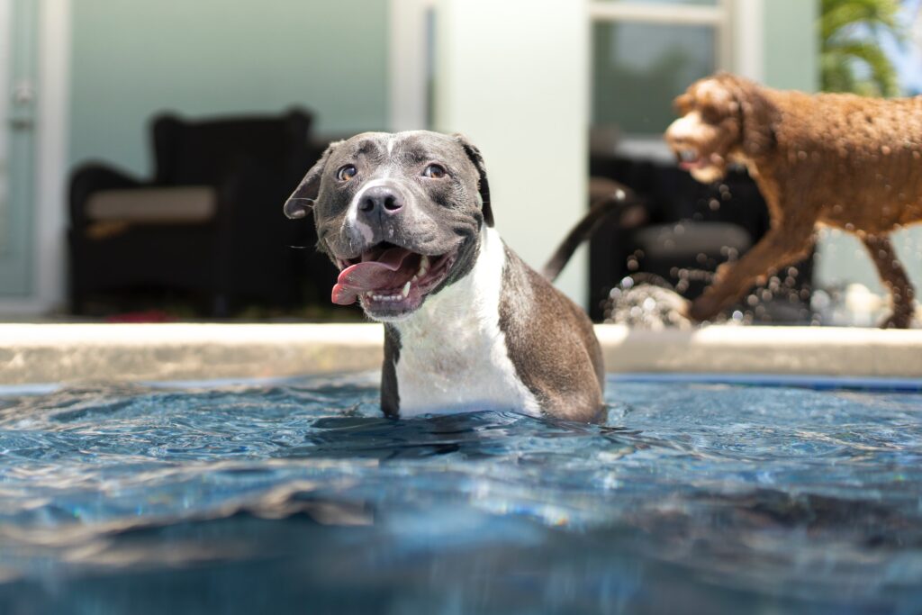 A grey and white pitbull mix happily plays in a swimming pool with a poodle in the background on a summer day.