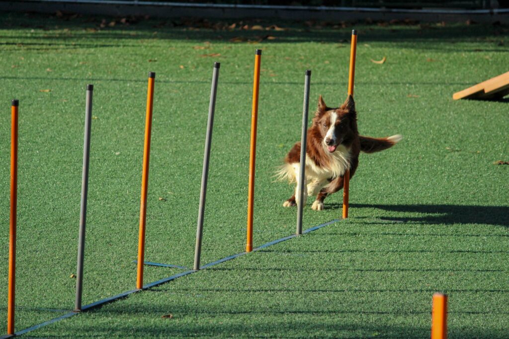 A longhaired collie weaves through an obstacle course while outside on a sunny day.