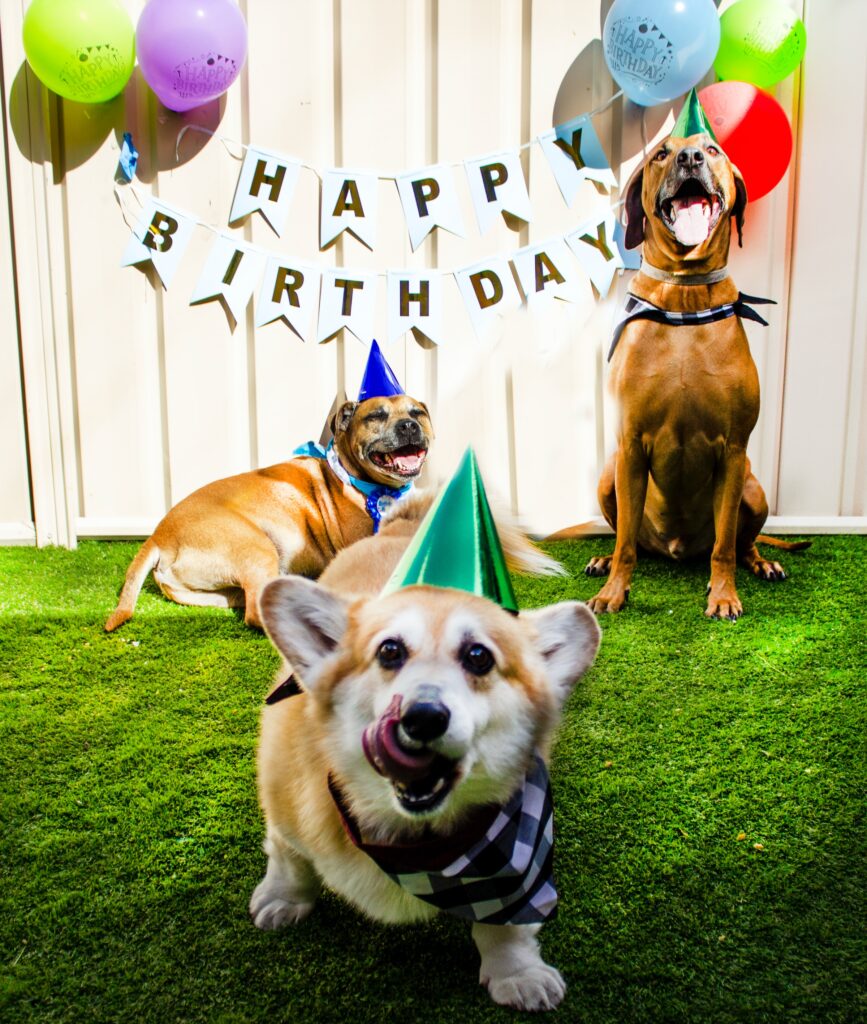 Three dogs, a corgi and two lab mixes, with party hats on sit in a grassy, fenced backyard at a dog birthday party on a sunny day.