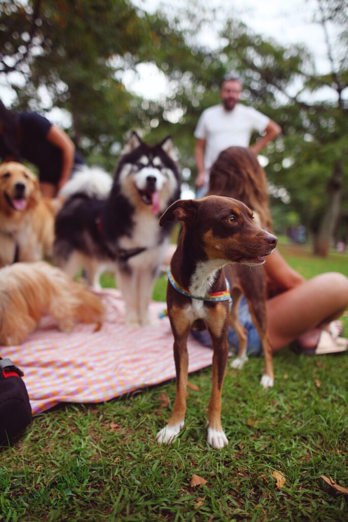 A brown and white medium sized dog in a rainbow harness stands looking over to the right while in a park having a picnic with other dogs and pet owners.