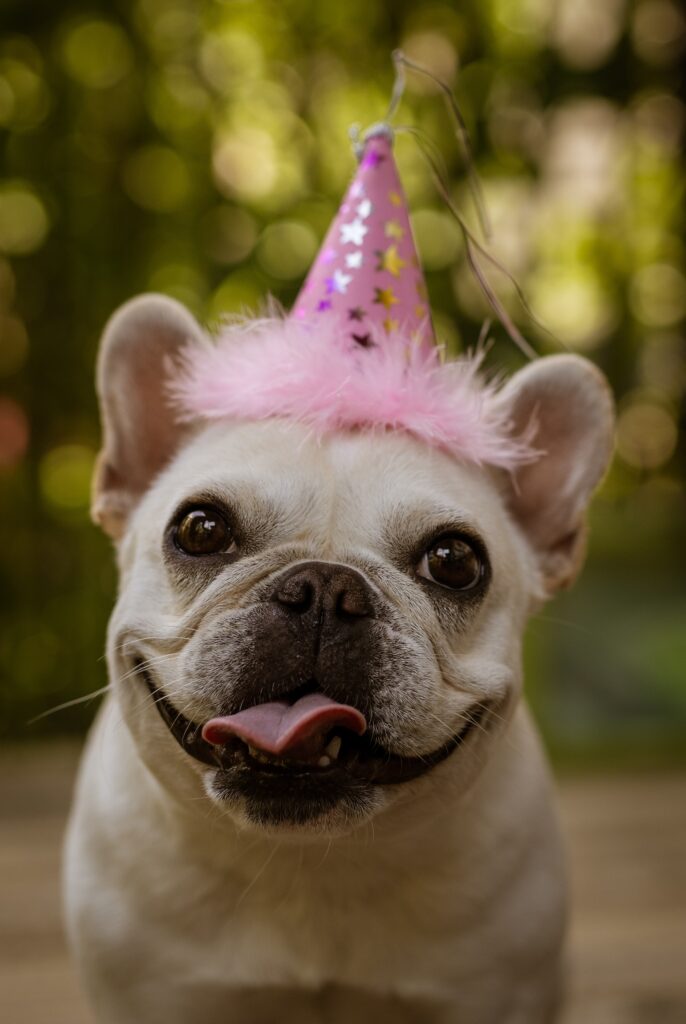 A white french bulldog smiles with its tongue out while wearing a pink party hat outside.