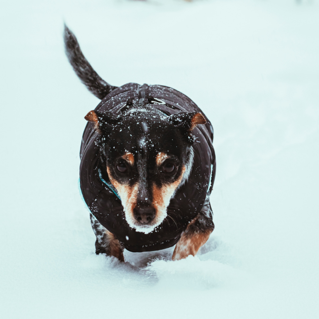A small dark brown chihuahua mix with a black dog jacket and other winter dog accessories walks through snow on a wintery day.