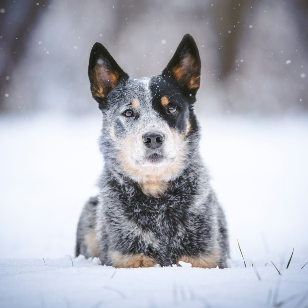 A blue heeler collie mix dog with pointed ears lays in the snow on a wintery day.
