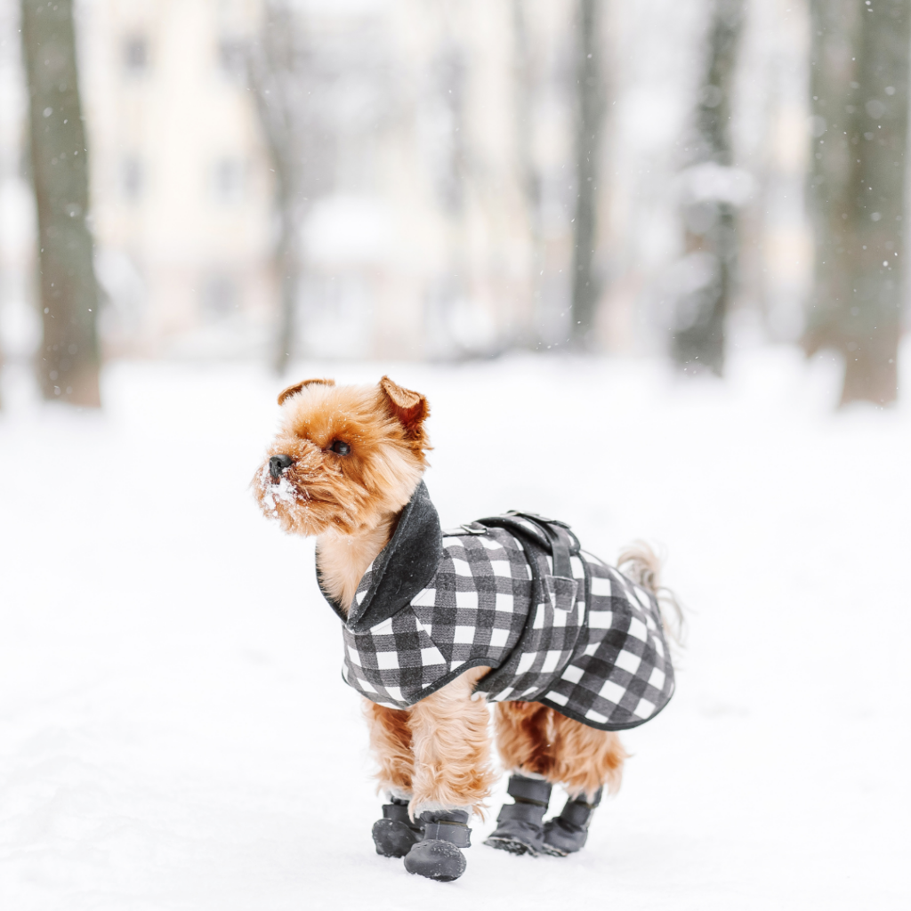 A small dog wearing a checkered jacket and black dog boots stands in the snow with trees in the background.