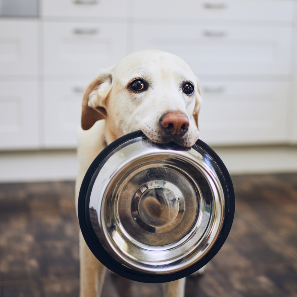 A yellow lab dog holds a dog bowl in its paws while standing in the kitchen sheepishly.