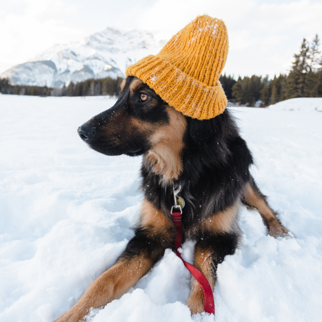 A young german shepherd dog lays in the snow while wearing a yellow toque dog hat on its head.