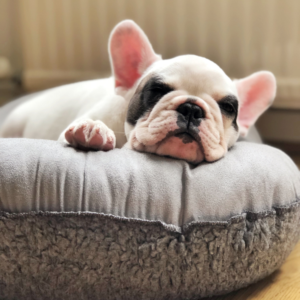 A french bulldog puppy lays sleeping in a cozy dog bed.