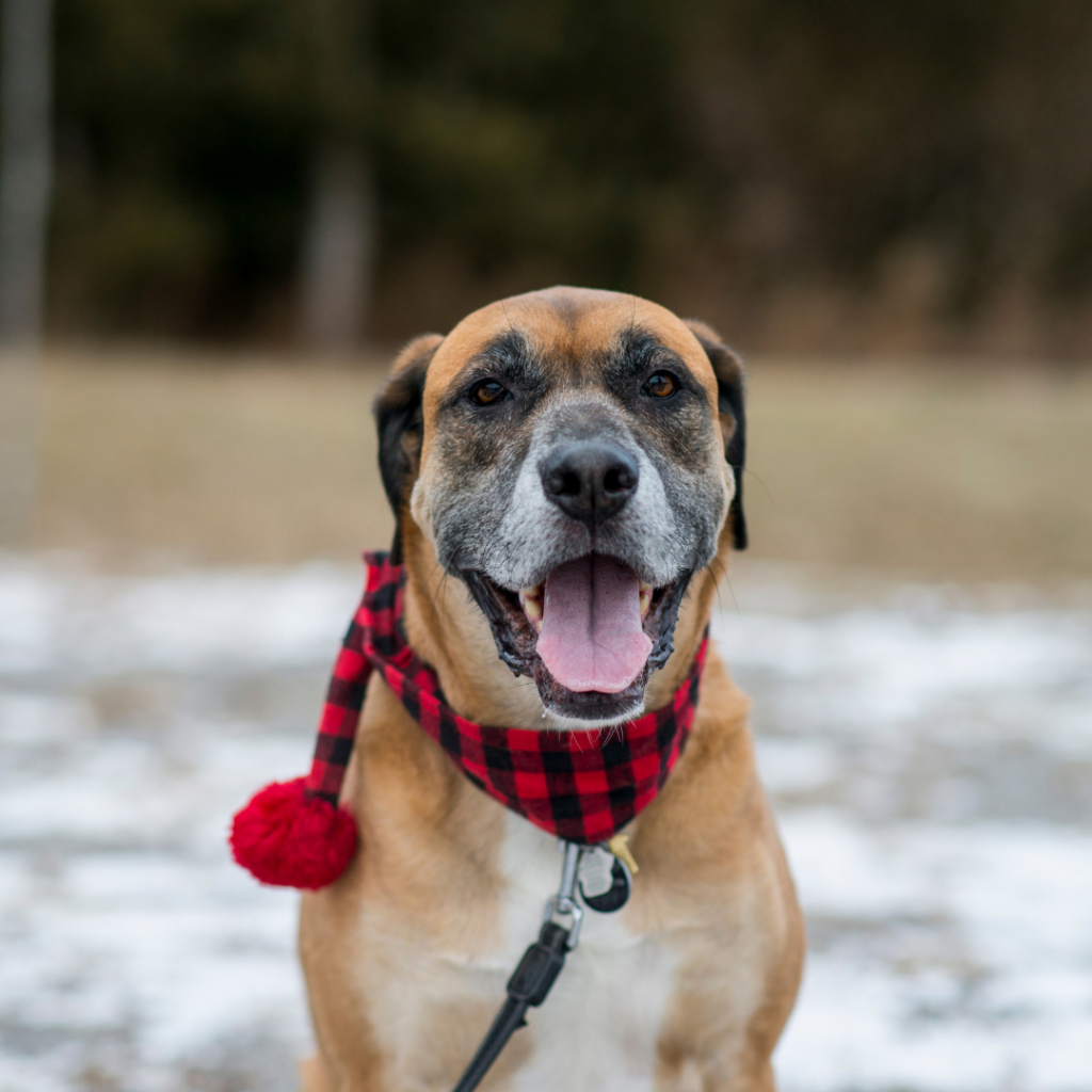 A senior dog with a red and black scarf sits in a field on a winter day with a bit of snow in the background.